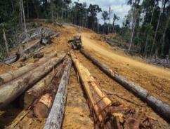 selective selective logging logging