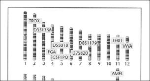 Autosomal STR DNA Profiling The development of the polymerase chain reaction (PCR) revolutionized DNA profiling.