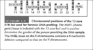 10 The majority of human forensic DNA profiling is now done using commercial kits that amplify and analyze regions of the genome known as microsatellites, or short tandem repeats (STRS).
