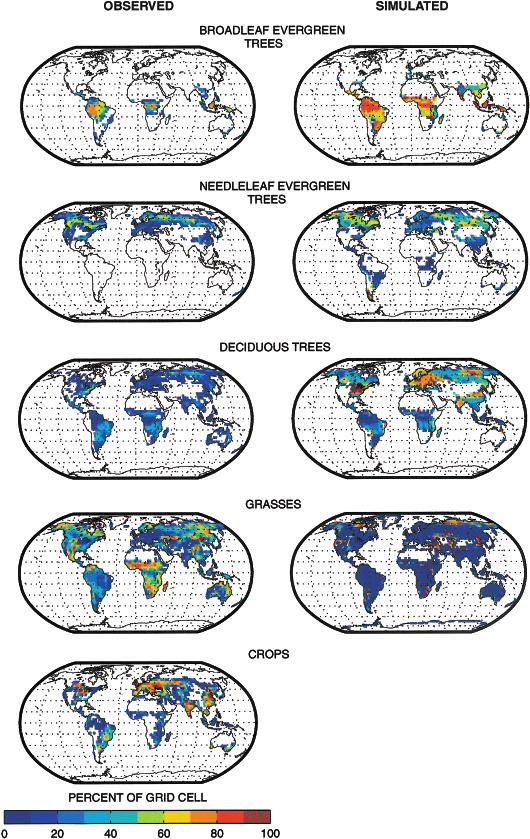 1552 G. B. BONAN et al. Fig. 4 Observed (left) and LSM DGVM simulated (right) geographic distribution of trees and grasses, as a percent of grid cell area, at 200 years.