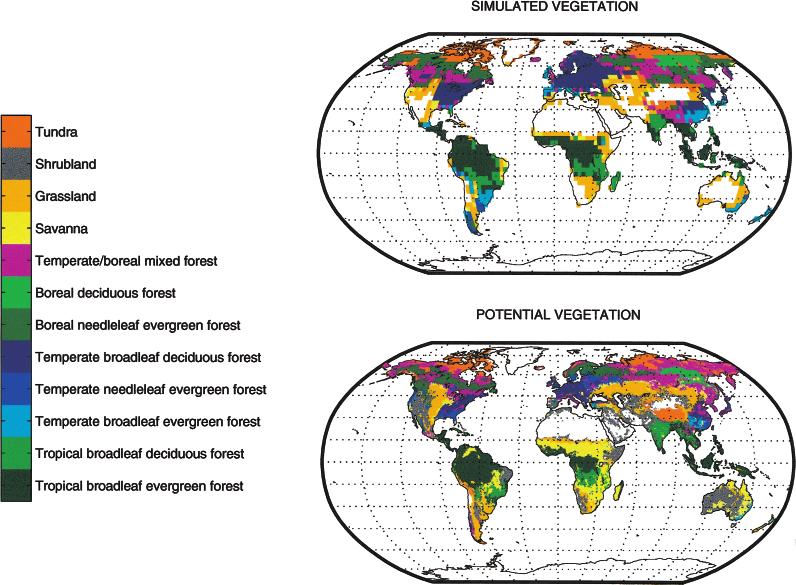 DYNAMIC GLOBAL VEGETATION FOR CLIMATE MODELS 1553 Fig. 5 LSM DGVM simulated biogeography (top) compared with Ramankutty & Foley s (1999) potential vegetation (bottom).