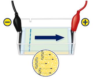 2 Introduction Gel electrophoresis is a process by which one can separate and analyze various macromolecules based on their size and charge.