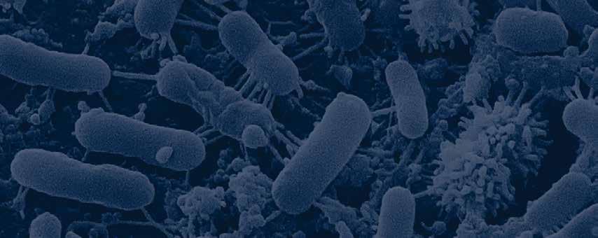 Contaminant testing MicroSEQ Microbial Identification System Microbial identification Bacterial and fungal contamination of raw materials and production facilities negatively impact product quality