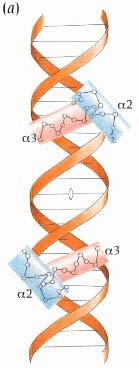 Model building predicts Cro-DNA interactions 34 Å apart between two α3