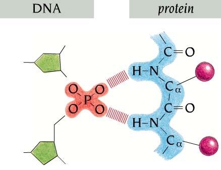 Protein-DNA backbone