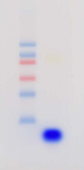 3. Purification of two-linkers ligated product by polyacrylamide gel electrophoresis This step is the same as the procedure shown in I. MI-A3 Linker Ligation, 3.