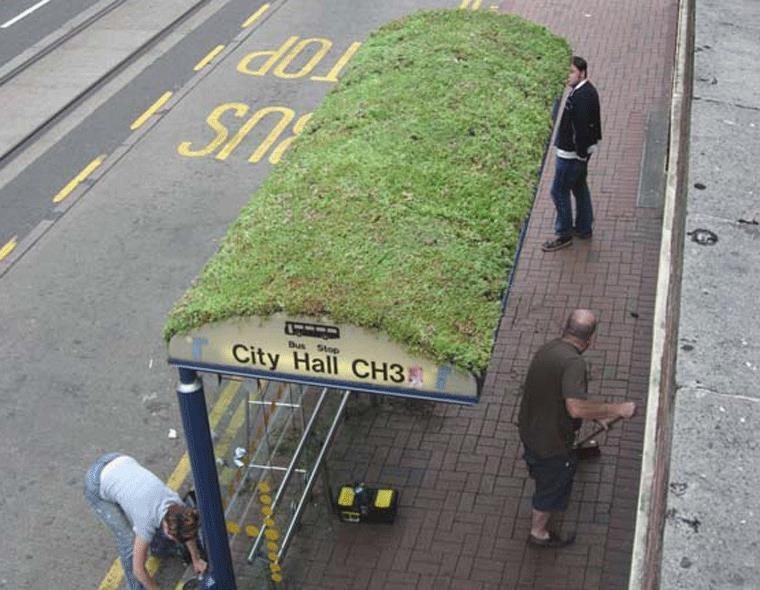Green roofs - tolerate