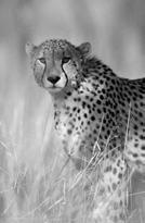adaptability Example: cheetah Genetic variation in wild populations is extremely low Similar to highly inbred lab mice!