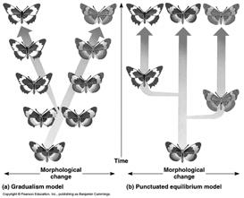1a Cladogenesis Tempo of speciation Creation of one or more new species from a parent