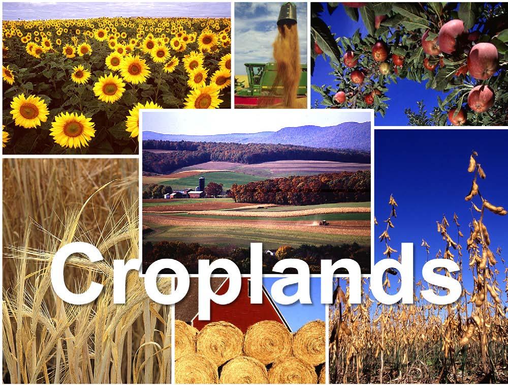 Croplands Research Group The Croplands Research Group concentrates on reducing the intensity of greenhouse gas emissions and improving the overall production efficiency of