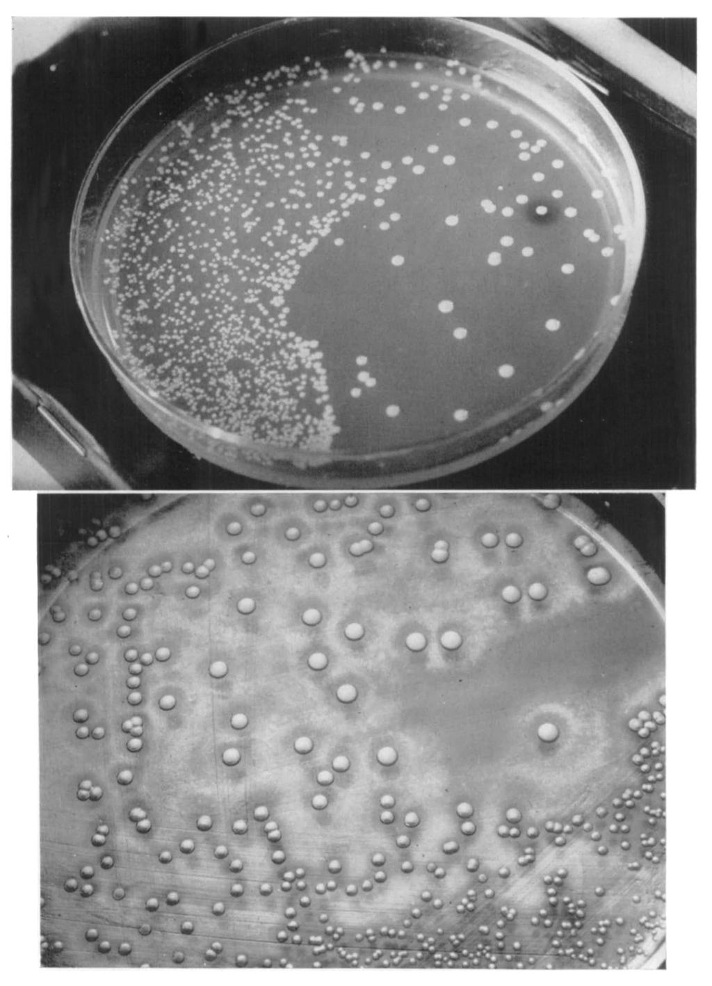 Phage types of acid and lipase producers were identical: 52/52A/80. FIG. 4 (lower). SMPA with fat emulsion. S. aureus incubated for 4S hr.
