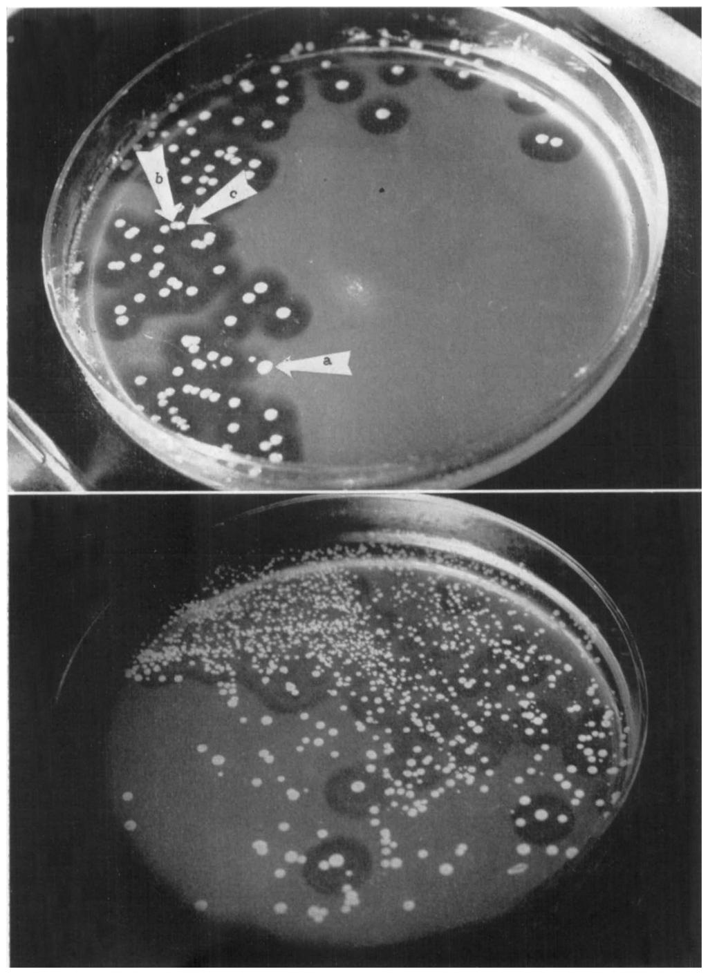 clearing (lipase). Phage types: a, 71; b, 6/47/83A; c, nontypable. Fid. 6 (lower). SMPA with fat emulsion.