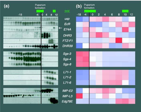 Microarray concept Quantitative measure of mrna Since most changes in cell states are associated with mrna Similar to a Blot Intensity-based