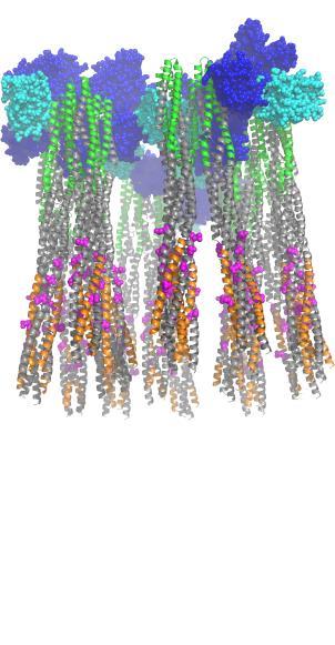 More CF peptides identified 27 new peptides found in Synapt