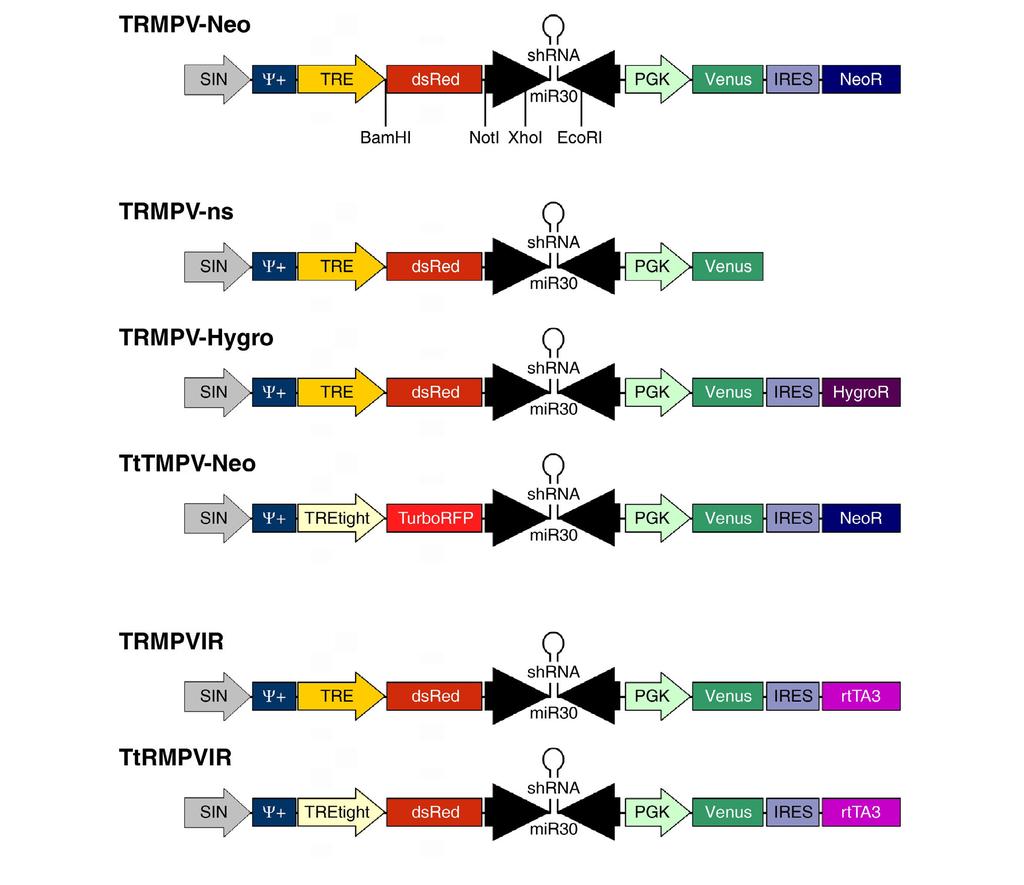 Supplementary Figure 1 Supplementary Figure 1: Vector maps of TRMPV and TRMPVIR variants. Many derivatives of TRMPV have been generated and tested.