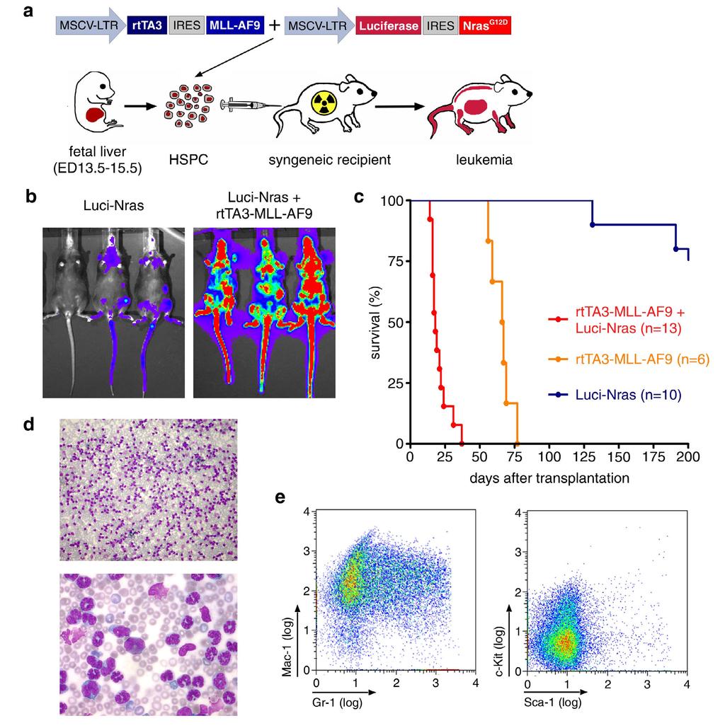 Supplementary Figure 3 Supplementary Figure 3: Characterization of Tet-On MLL-AF9;Nras G12D induced leukemia.