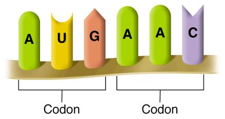 This sequence would be read three bases at a time as: The codons represent the different amino acids: Codon A codon is a group of three nucleotides on messenger RNA that specify a particular amino
