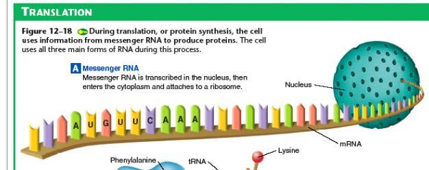 Translation The sequence of nucleotide bases in an mrna molecule serves as instructions for the order in which amino acids should be joined together to produce a polypeptide.