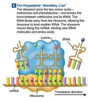 At the same time, the ribosome breaks the bond that had held the first trna molecule to its amino acid