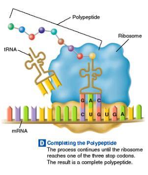 The polypeptide chain continues to grow until the ribosome reaches a stop codon on the mrna molecule.
