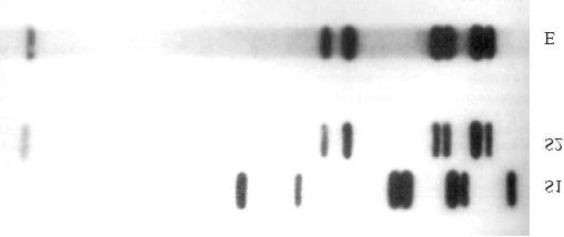 The following part of a DNA profile was used as evidence in a criminal investigation.