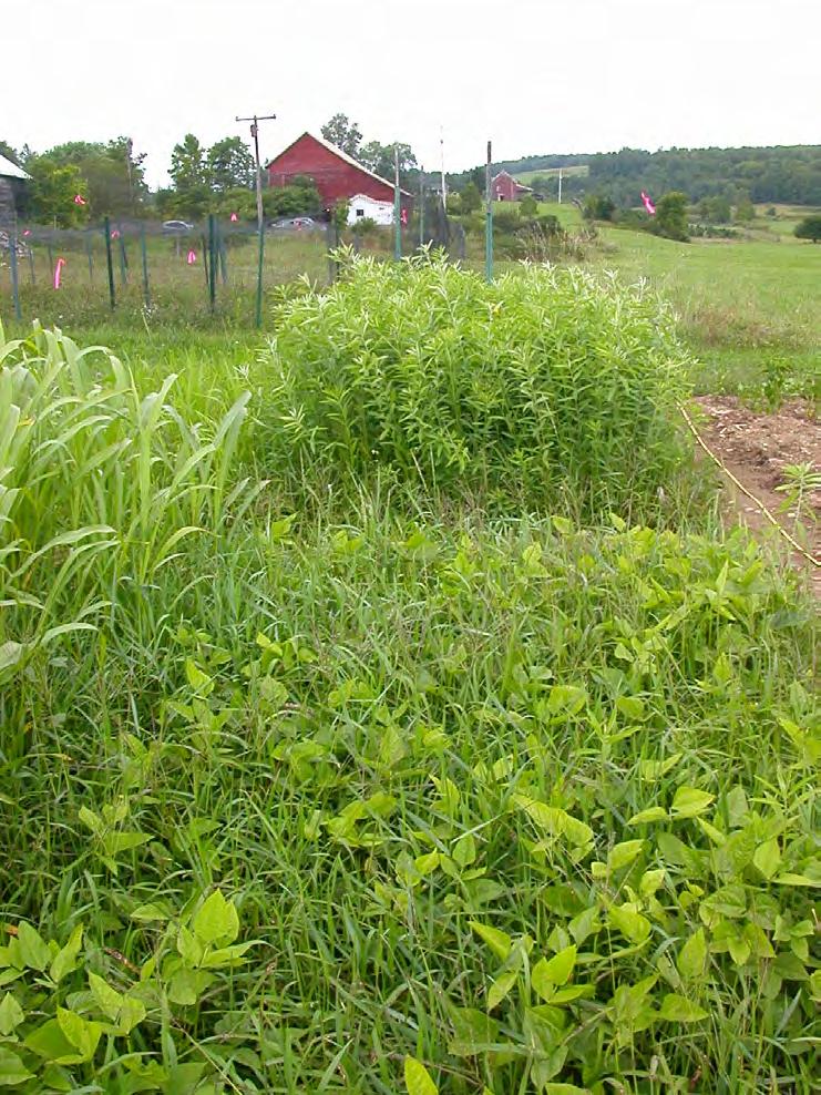 Two summer legume cover crops: Crotolaria (rear) is