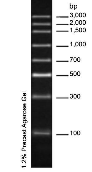 Precast Agarose Gel Electrophoresis Kit ( 2 9-well ) 3 Prestained Middle-Range DNA Marker Cat. No. M00122 Prestained DNA KB Ladder Cat. No. M00121 V. STORAGE Store the kit at 4 C.