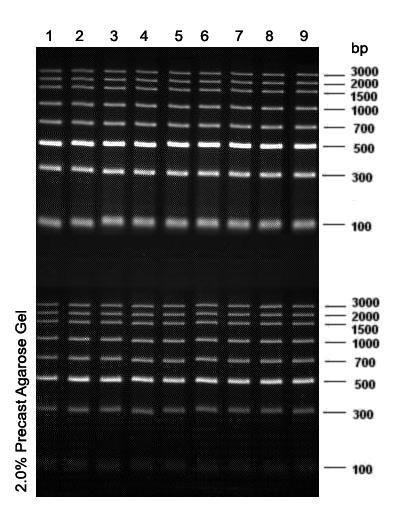 Precast Agarose Gel Electrophoresis Kit ( 2 9-well ) 4 Example: visualization of the gel (in the tray) on UV transilluminator. Figure 1. Prestained Middle-Range DNA Marker Electrophoresis.