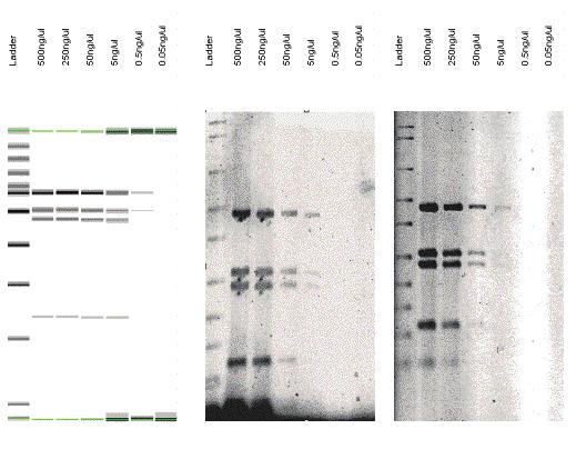 Sample preparation and quantitation The Dra I digestion of Adenovirus 2 DNA was prepared by combining 40 μg of Ad2 with 246 units of Dra I for 3 hours at 37 C.