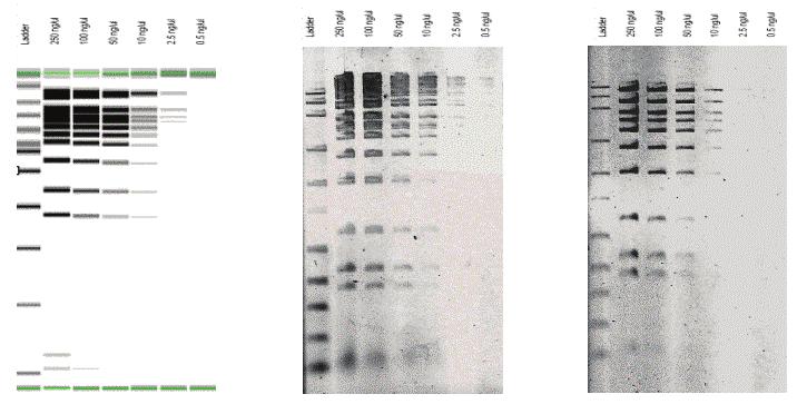Sizing analysis Dilutions of pbr322/bst NI digest samples, which contain five fragments ranging from 121 1,857 bp, were used to determine the sizing accuracy and reproducibility of the DNA 7500 assay