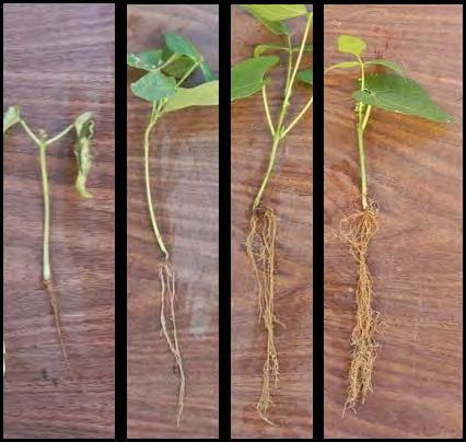 Bioassays with snap bean and Rhizoctonia solani v Drama:c reduc:on in health of plants grown in high tunnel rela:ve to open field v Green manure mi:gates nega:ve impact of high tunnel v Nega:ve