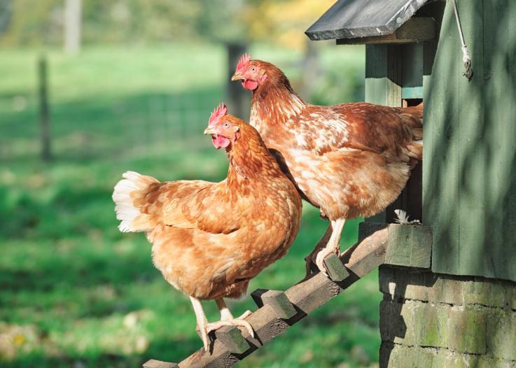 Feed Additives for Organic Use Approved synthetic substances Vitamins and minerals must be FDA approved forms DL Methionine, for poultry at maximum levels per ton of feed 2