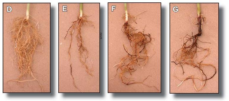 Cornell Soil Health Laboratory Root Health Bio-assay Code: CSH 09 Add-on Page: 3 of 4 Category Criteria: 1 = white and coarse textured hypocotyl and roots; healthy (D); 3 = light discoloration and no