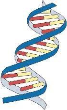 DNA - The Double Helix Recall that the nucleus is a small spherical, dense body in a cell.