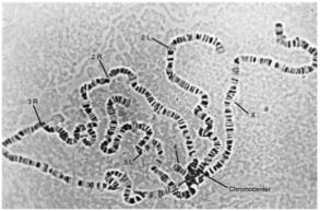 variation by staining giant polytene chromosomes of the larval salivary glands They looked at genetic variation in natural
