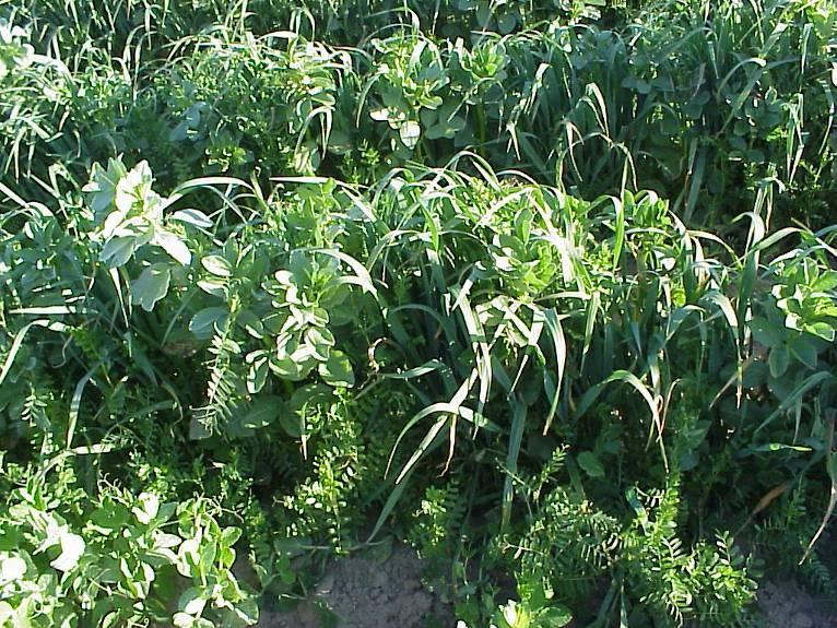 cumulative % N mineralized Cover crops : If residue > 3% N : 30-70% of N mineralized