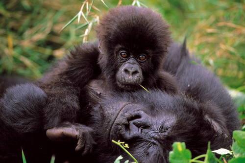 Virunga National Park Fauna & Flora