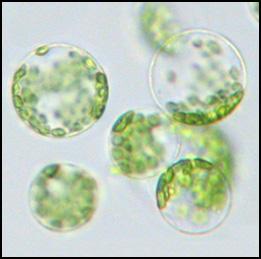 Cell Biology in Flax