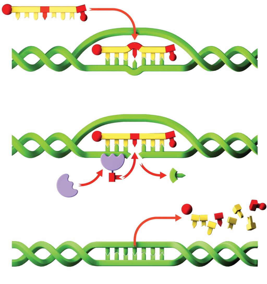 RTDS GRON Explained Creating a Change GRON DNA Strand 1 A Gene Repair Oligonucleotide (GRON) is paired with the plant DNA sequence. The pairing only occurs at the gene target region.