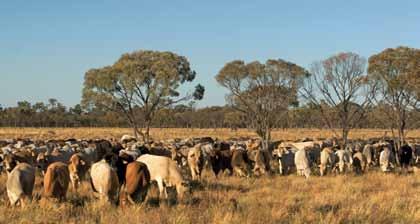 BEEF 2015 & BEYOND Best management practice Linked to MISP theme Environment and ethics Key feedback themes: > Expectations of the industry to demonstrate its good corporate citizenship will continue