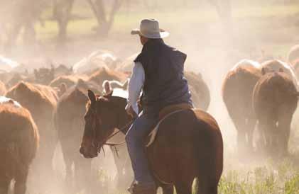 BEEF 2015 & BEYOND The strategies The Meat Industry Strategic Plan 2010-2015 (MISP) frames a holistic view of the strategic imperatives targeted by the Australian red meat and livestock industry