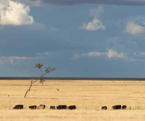 Key elements of the strategies The overall vision for the industry is to be a trusted and respected grassfed beef sector that achieves long-term resilience and profitability.