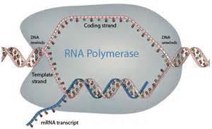 Template strand The strand that is transcribed or copied into an RNA molecule is referred to as the template strand of