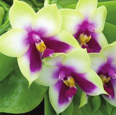 Orchid Growers