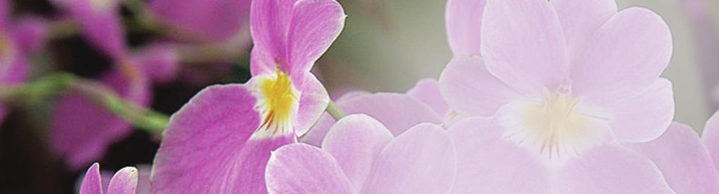 ONLINE ADVERTISING DETAILS This is your BEST opportunity to get your message in front of hundreds of thousands of orchid growers that visit our website every month.