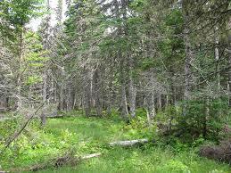 >50% SAD Stands in WUI: if site conditions indicate potential for treatment success, there is long -term value in trying to maintain some aspen on the landscape to reduce fire risk to the adjacent