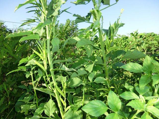 1 CLUSTER BEAN (GUAR) CULTIVATION IN PAKISTAN GUAR: CYAMOPSIS TETRAGONOLOBUS (L.) FAMILY: LEGUMINOSAE 1. INTRODUCTION Guar is an important commercial and export crop of Pakistan.