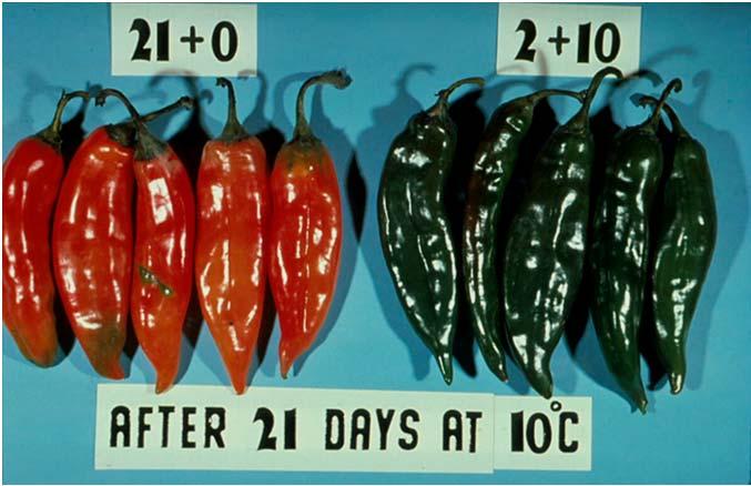 Chili Peppers Low O 2 CA Reduces Chilling