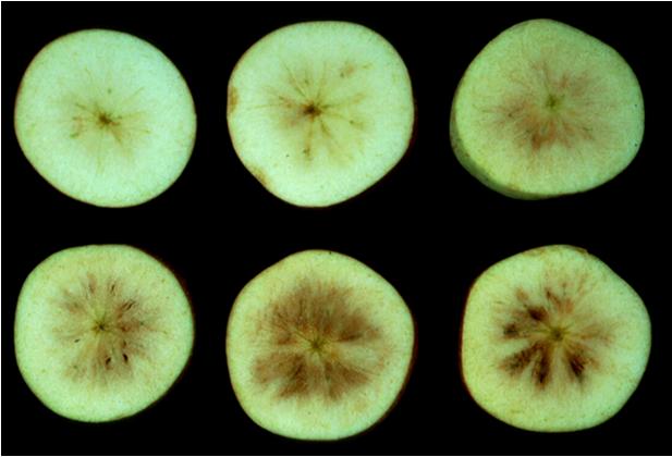 Low O 2 Injury in Apples Brown Stain 2% O 2 + 5% CO 2 at 0ºC for 1 week or longer CO 2