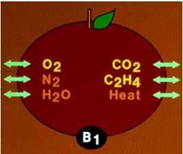 Respiration Respiration and Oxygen Heat Oxygen ( O 2 ) 21% + Sugar Carbon Dioxide ( CO 2 ) If O 2 Conc.